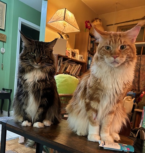 2 main coon lirio.jpg